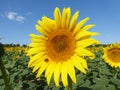 Sunflowers, zonnebloemen (Helianthus annuus) Royalty Free Stock Photo