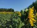 Sunflowers, zonnebloemen (Helianthus annuus) Royalty Free Stock Photo