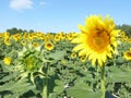 Sunflowers, zonnebloemen (Helianthus annuus) Royalty Free Stock Photo