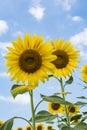 Sunflowersgarden,yellowflowers Royalty Free Stock Photo