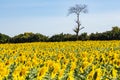 Sunflowersgarden,yellowflowers Royalty Free Stock Photo