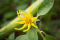 Sunflowersgarden,yellowflowers