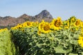 Sunflowersgarden,yellowflowers Royalty Free Stock Photo