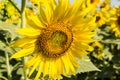 Sunflowersgarden,yellowflowers Royalty Free Stock Photo