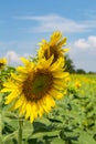 Sunflowersgarden,yellowflowers Royalty Free Stock Photo