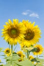 Sunflowersgarden,yellowflowers Royalty Free Stock Photo