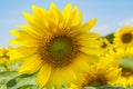 Sunflowersgarden,yellowflowers Royalty Free Stock Photo