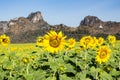 Sunflowersgarden,yellowflowers Royalty Free Stock Photo