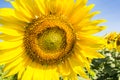 Sunflowersgarden,yellowflowers Royalty Free Stock Photo