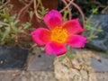 SunflowersÃ¯Â¼ÅPurslane of the genus purslane, Latin names:Portulaca grandiflora