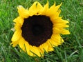 Sunfolwer in grass Royalty Free Stock Photo
