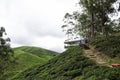 Sungai Palas BOH Tea House, one of the most visited tea house by tourists in Cameron Highland, Malaysia Royalty Free Stock Photo