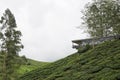 Sungai Palas BOH Tea House, one of the most visited tea house by tourists in Cameron Highland, Malaysia Royalty Free Stock Photo