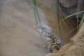 Sungazer, giant girdled lizard or giant dragon lizard or giant zonure Royalty Free Stock Photo