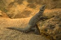 Sungazer, giant girdled lizard or giant dragon lizard or giant zonure Smaug giganteus, syn. Cordylus giganteus. Royalty Free Stock Photo