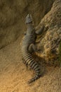 Sungazer, giant girdled lizard or giant dragon lizard or giant zonure Smaug giganteus, syn. Cordylus giganteus. Royalty Free Stock Photo