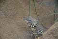 Sungazer, giant girdled lizard or giant dragon lizard or giant zonure Smaug giganteus, syn. Cordylus giganteus Royalty Free Stock Photo