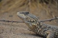 Sungazer, giant girdled lizard or giant dragon lizard or giant zonure Smaug giganteus, syn. Cordylus giganteus Royalty Free Stock Photo