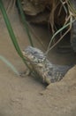 Sungazer, giant girdled lizard or giant dragon lizard or giant zonure Royalty Free Stock Photo