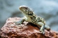 Sungazer, Giant girdled lizard (Smaug giganteus) Royalty Free Stock Photo