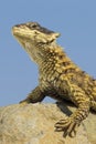 Sungazer Lizard, (Cordylus giganteus), South Africa