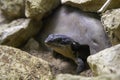 Sungazer lizard between stones during daytime Royalty Free Stock Photo