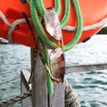 Sunglasses hanging beside an orange nautical buoy