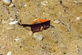 Sunglasses are lost and lie on the beach by the sea. Black with Royalty Free Stock Photo