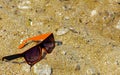 Sunglasses are lost and lie on the beach by the sea. Black with Royalty Free Stock Photo