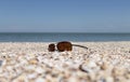 Sunglasses lying on a beach near the blue sea