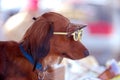 Sunglasses Puppy Dog Royalty Free Stock Photo