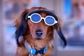 Sunglasses Puppy Dog Royalty Free Stock Photo