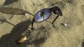 Sunglasses and sea shells Royalty Free Stock Photo