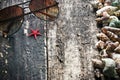 Sunglasses, shells, starfish on wooden table Royalty Free Stock Photo