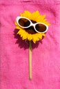 Sunglasses on Sunflower Royalty Free Stock Photo