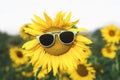 Sunglasses on sunflower on sunny summer day. Summer heat context Royalty Free Stock Photo