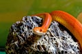 Sunglow Corn Snake On Rock