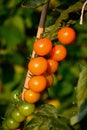 Sungold cherry tomatoes. Royalty Free Stock Photo