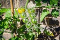 Sungold cherry tomatoes on vine growing 3 Royalty Free Stock Photo