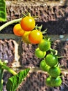 Sungold tomatoes ripening on a truss Royalty Free Stock Photo