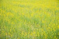 Sunhemp field Royalty Free Stock Photo