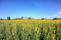 Sunhemp field in blue sky Royalty Free Stock Photo