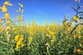 Sunhemp field in blue sky Royalty Free Stock Photo