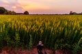 Sunhemp field /  Crotalaria juncea in sunset Royalty Free Stock Photo