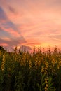 Crotalaria juncea in sunset time Royalty Free Stock Photo