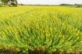 Sunhemp field /  Crotalaria juncea Royalty Free Stock Photo