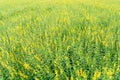 Sunhemp field / Crotalaria juncea