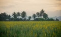Sunhemp field in evening Royalty Free Stock Photo