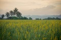 Sunhemp field in evening Royalty Free Stock Photo
