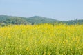 Sunhemp field in sunny day Royalty Free Stock Photo